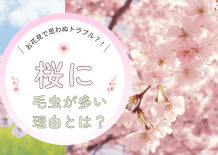 桜の木に毛虫が多い理由とは？